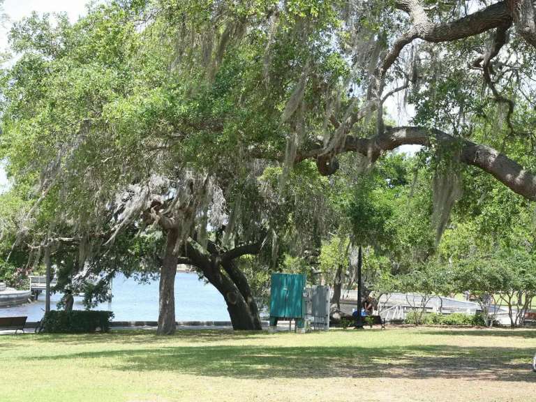 Robles cubiertos de musgo español en Sims Park, en el centro de New Port Richey, con el río Cotee detrás