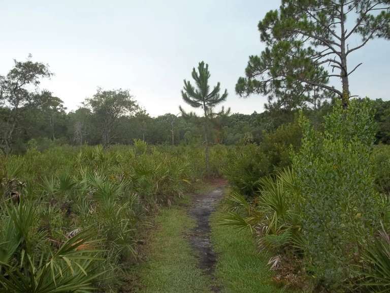 Un sendero estrecho entre palmitos y pinos en el Werner-Boyce Salt Springs State Park